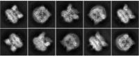 Cryo-EM images of TPRV6